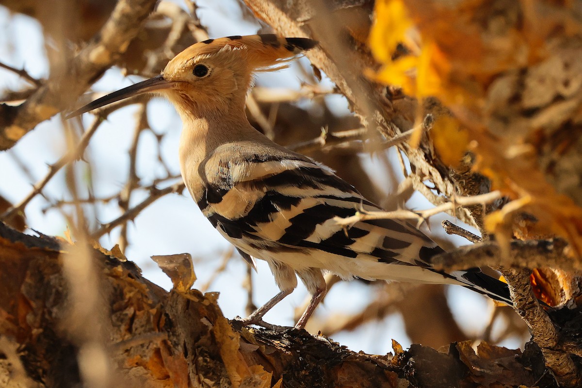 Common Hoopoe - ML645586220