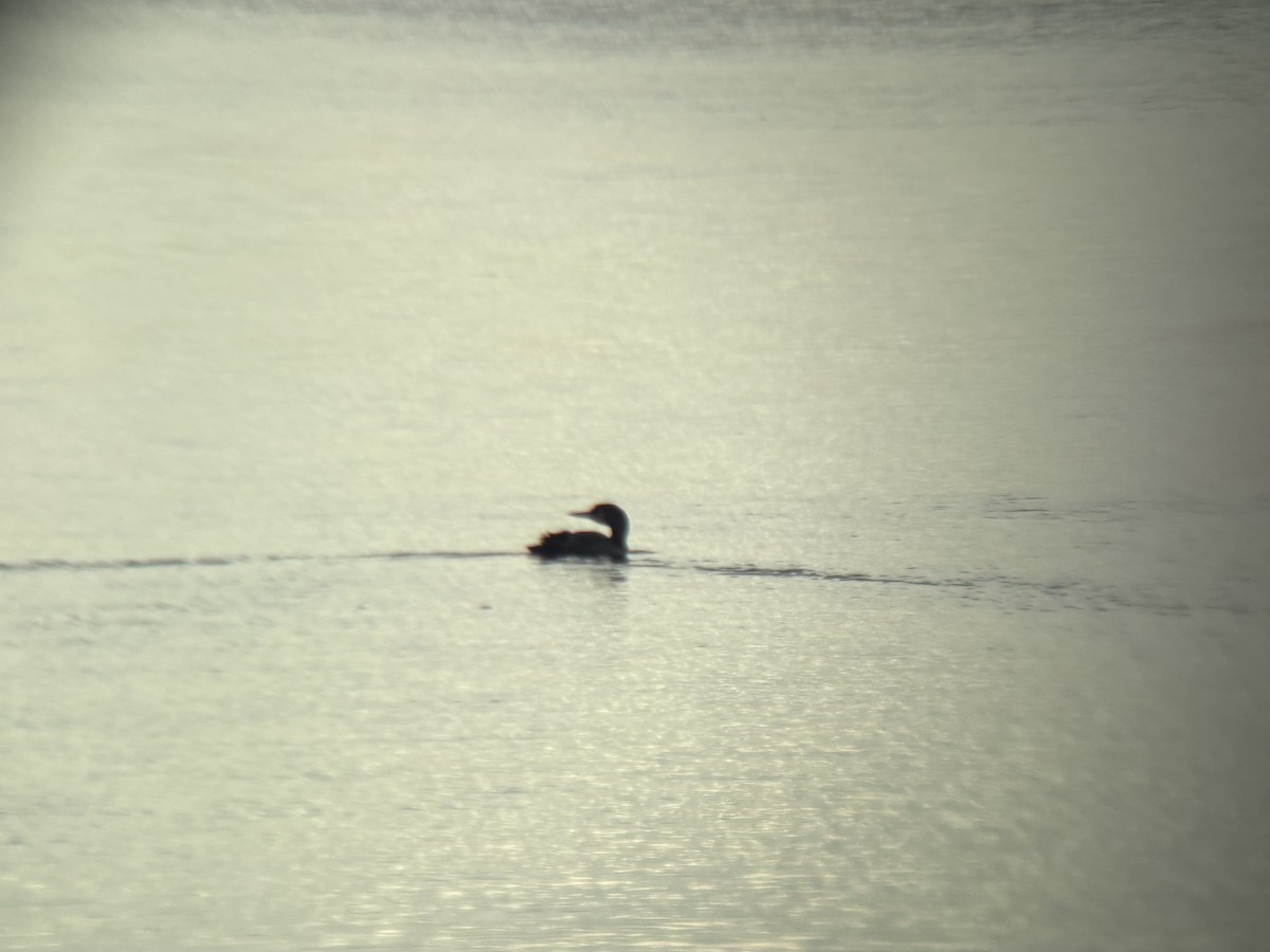 Common Loon - ML645586221