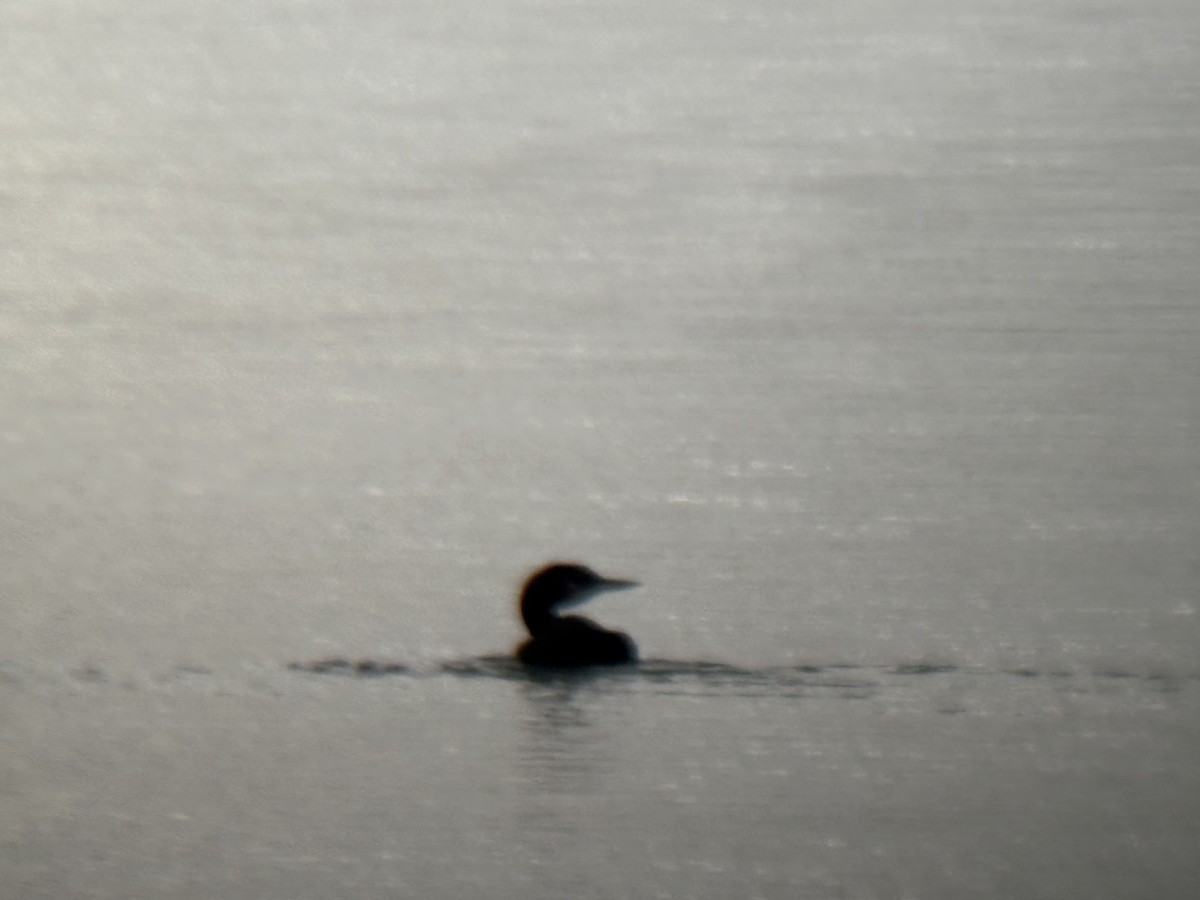 Common Loon - ML645586222