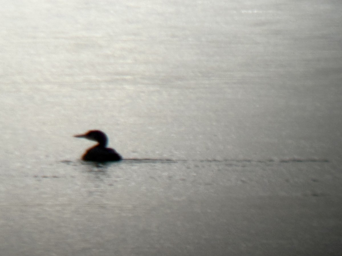 Common Loon - ML645586223