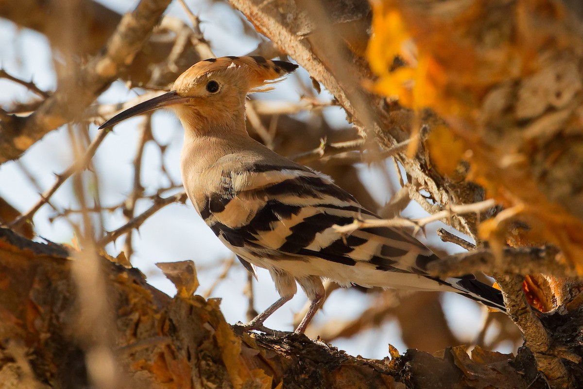 Common Hoopoe - ML645586224