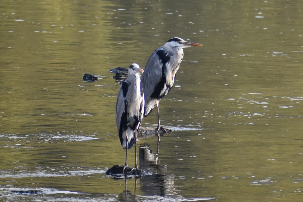 Gray Heron - ML645586225