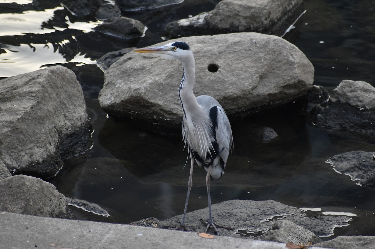 Gray Heron - ML645586226