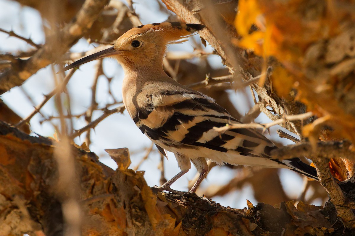 Common Hoopoe - ML645586227