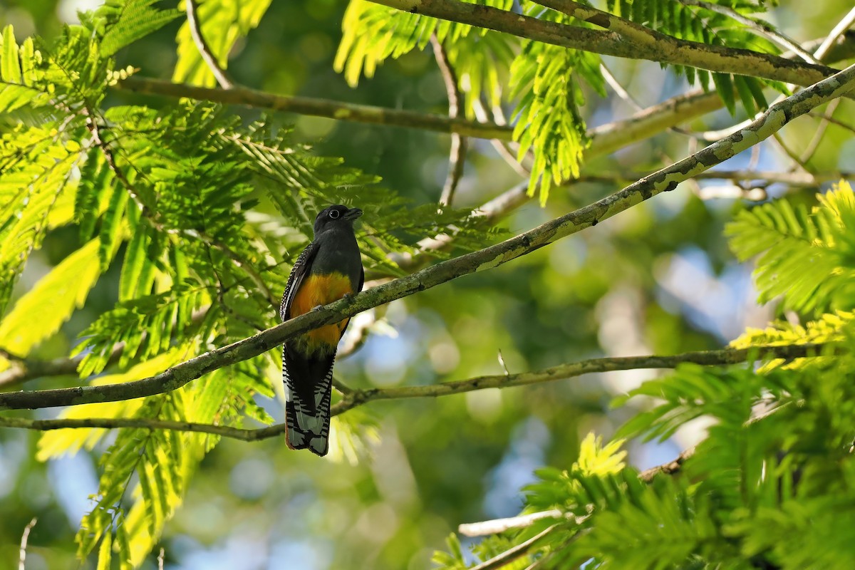Green-backed Trogon - ML645586228