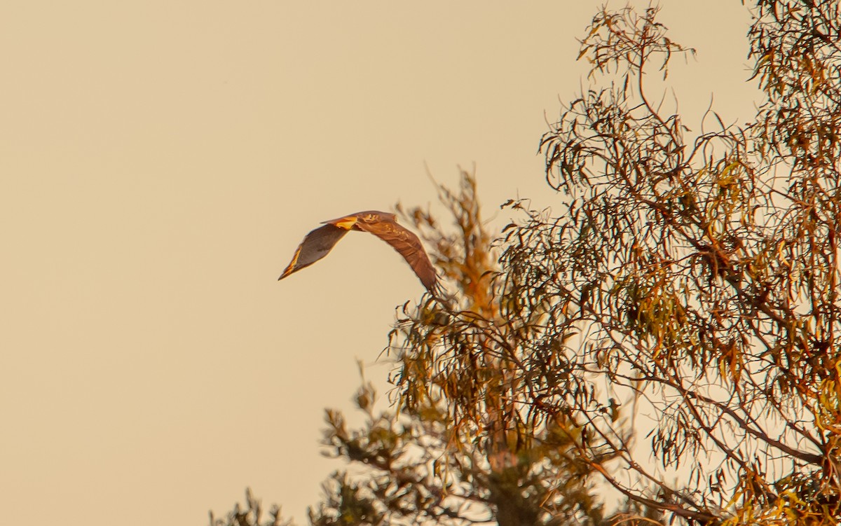 American Barn Owl - ML645586229
