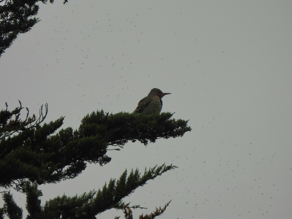 Northern Flicker - ML645586231