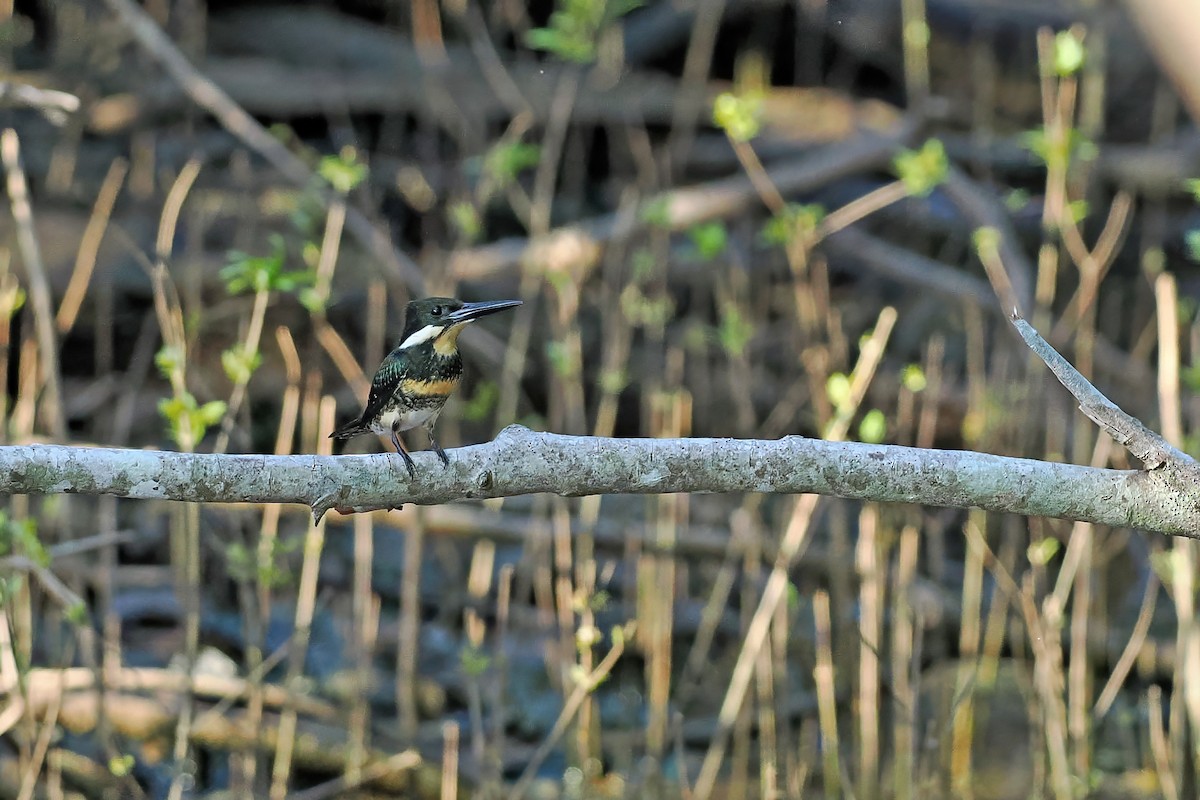 Green Kingfisher - ML645586232