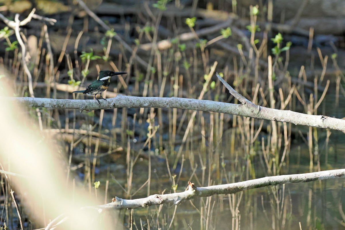 Green Kingfisher - ML645586233