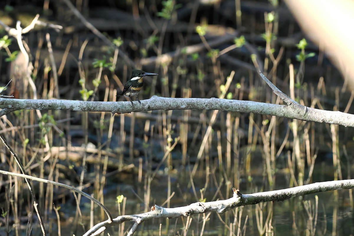 Green Kingfisher - ML645586234