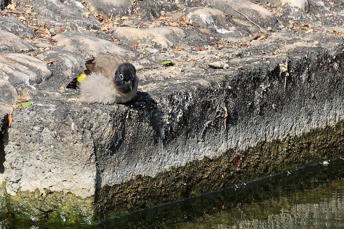 White-spectacled Bulbul - ML645586235