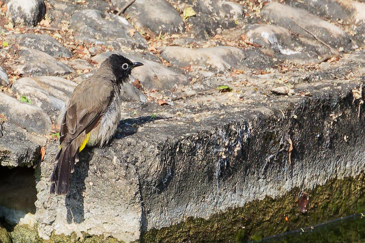 White-spectacled Bulbul - ML645586236