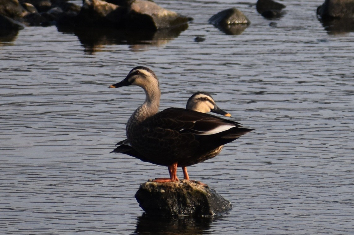 Eastern Spot-billed Duck - ML645586237