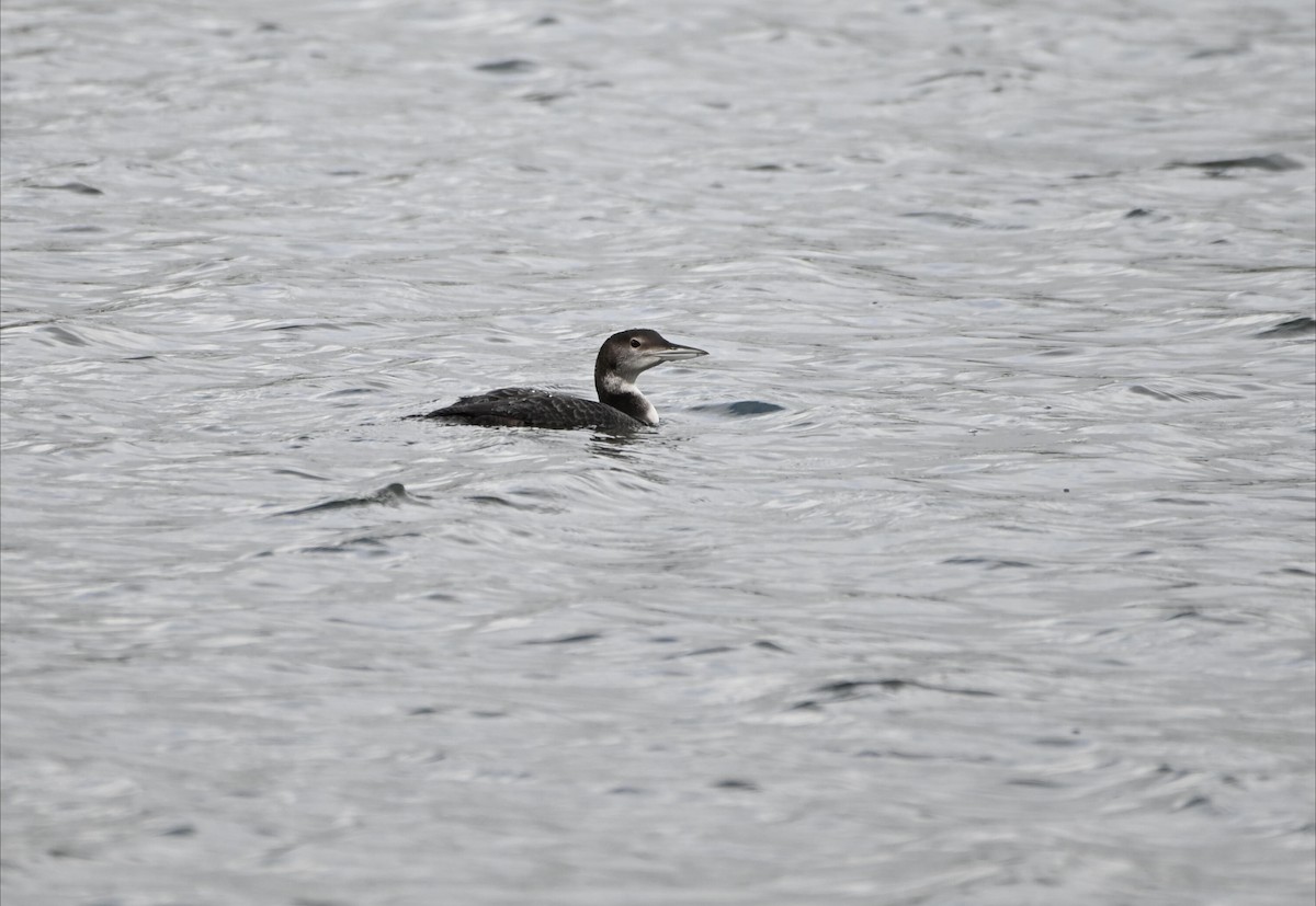 Buz Dalgıcı - ML645586238