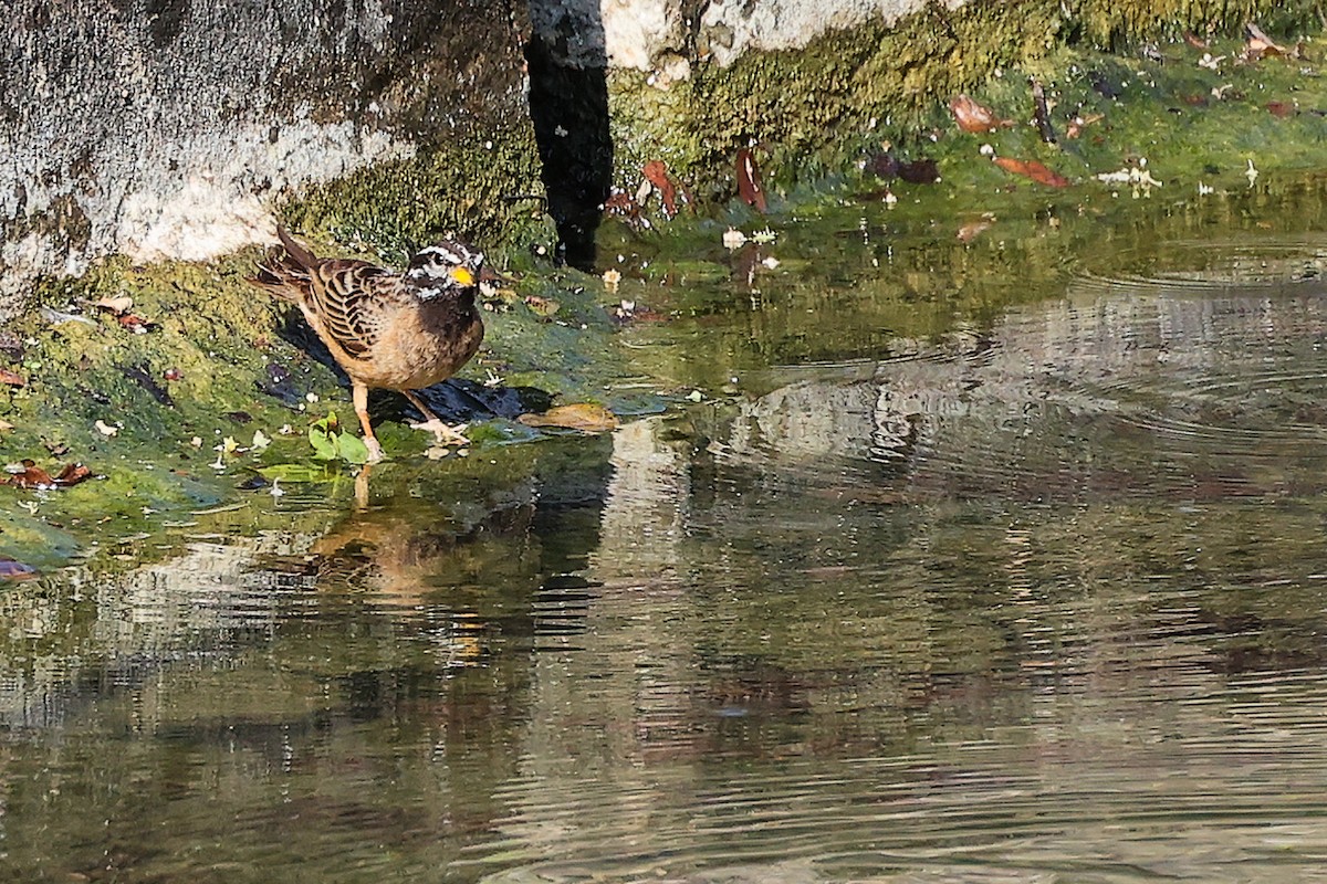 Cinnamon-breasted Bunting - ML645586239