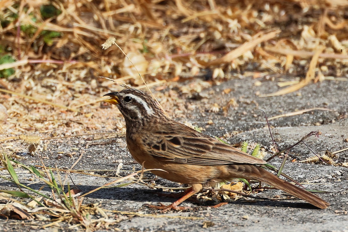 Cinnamon-breasted Bunting - ML645586241