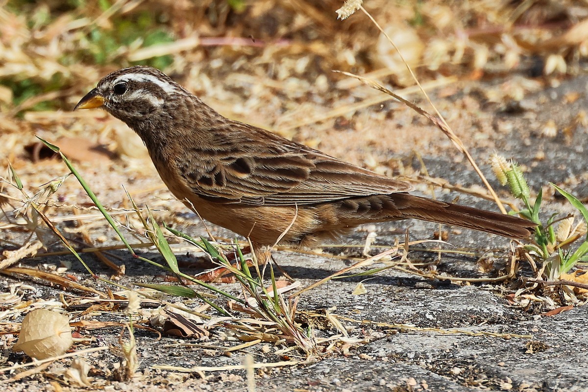 Cinnamon-breasted Bunting - ML645586242
