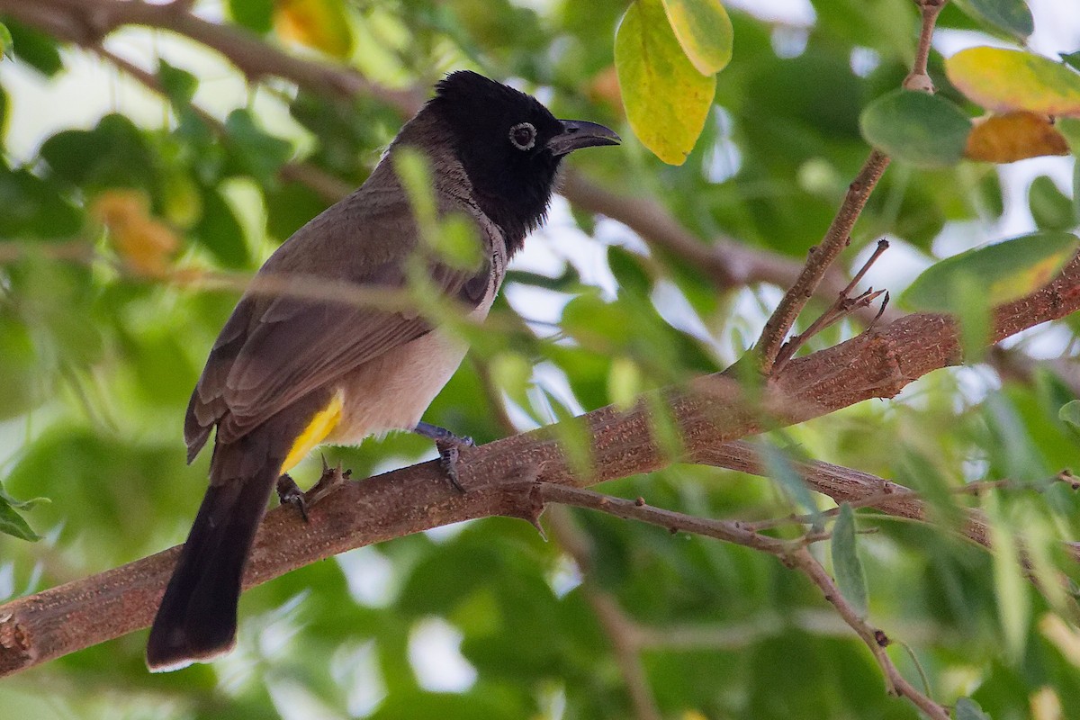 White-spectacled Bulbul - ML645586247
