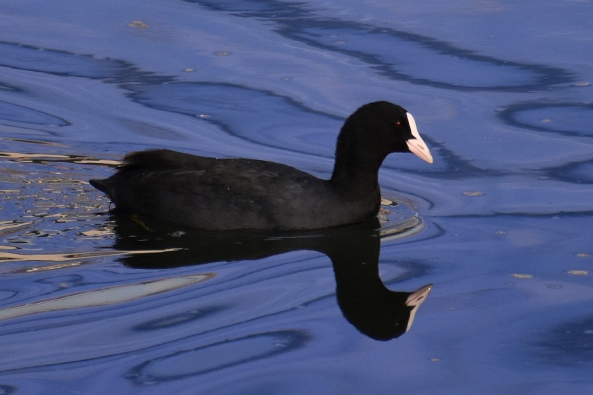 Eurasian Coot - ML645586248