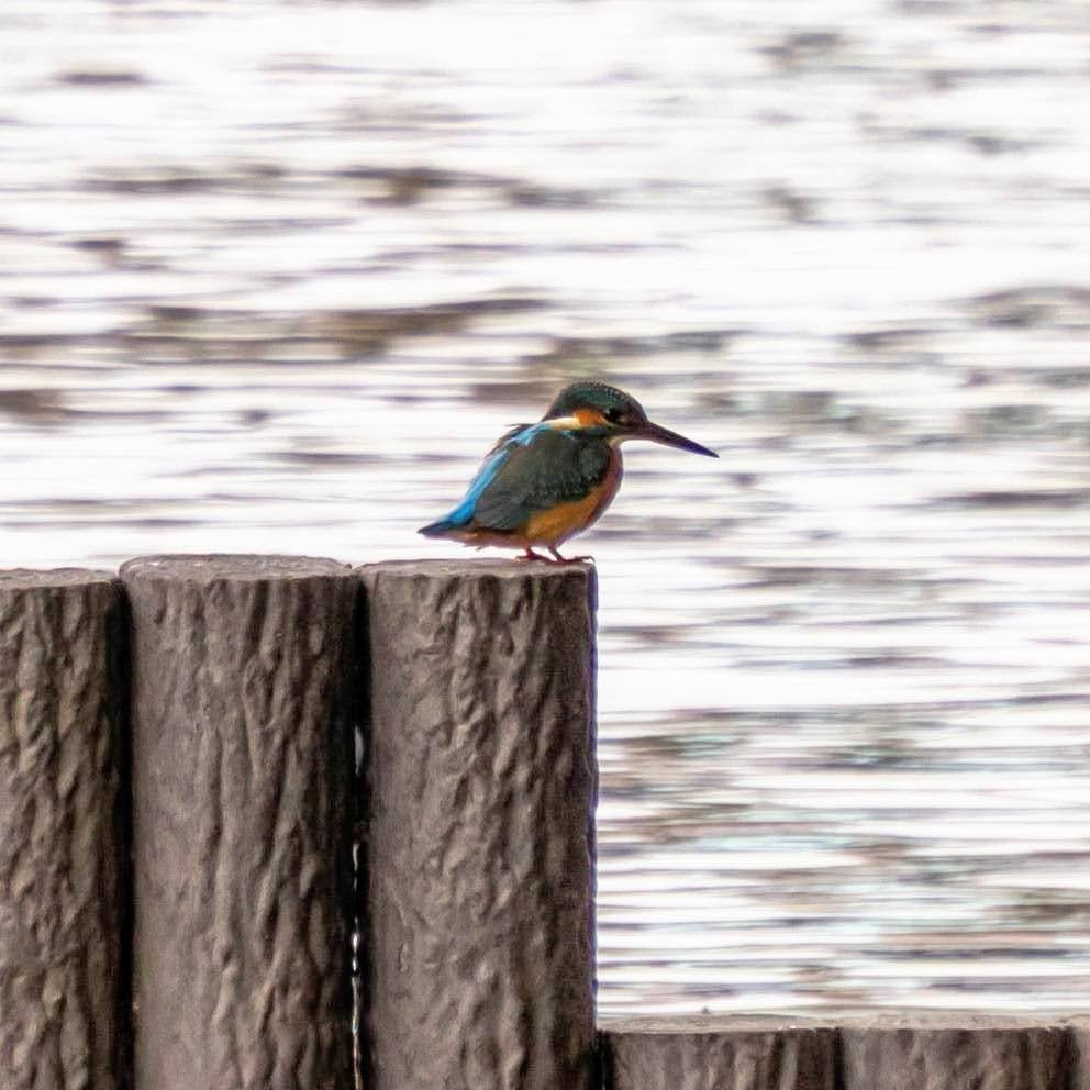 isfugl - ML645586256