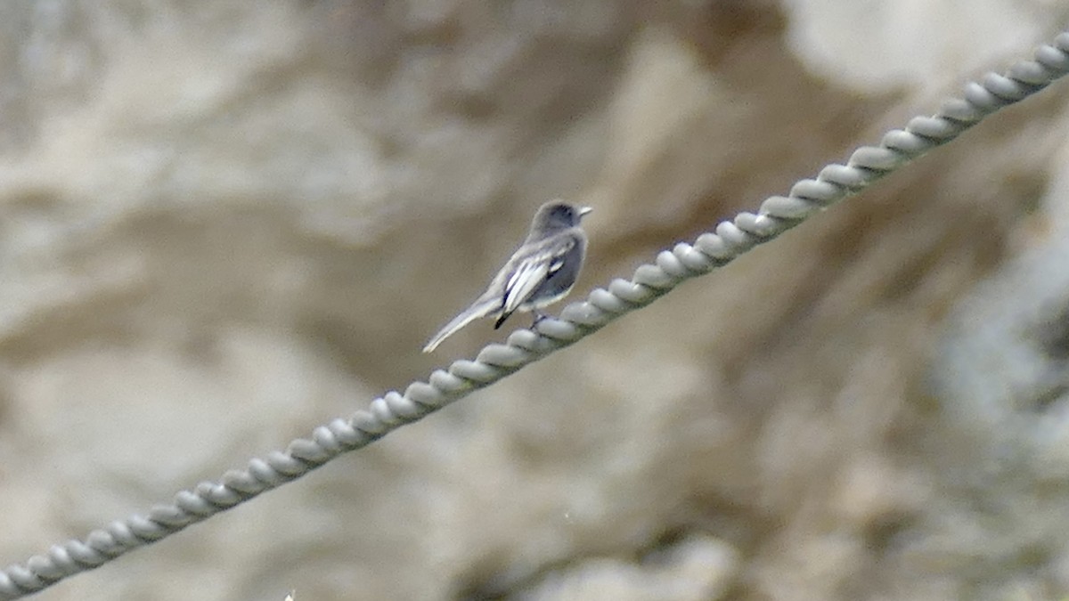 Black Phoebe (White-winged) - ML645586258