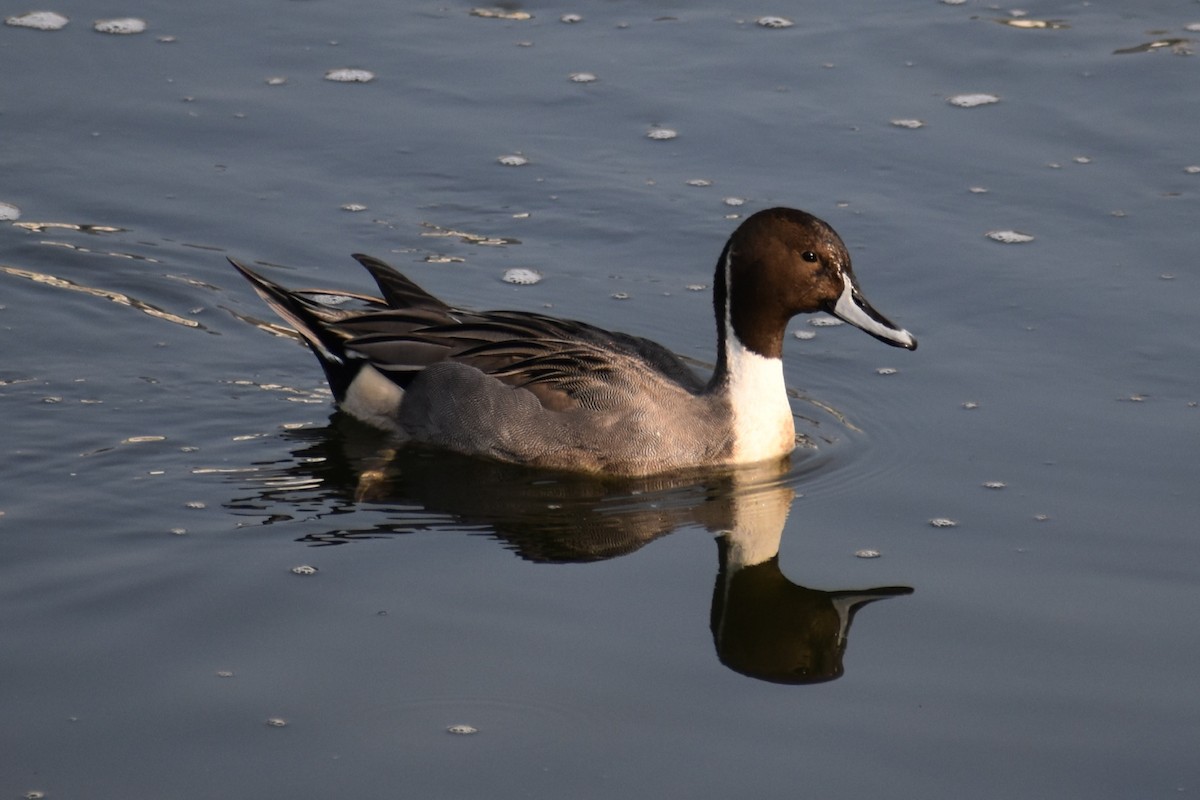 Northern Pintail - ML645586260