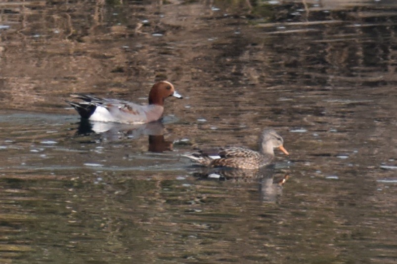 Eurasian Wigeon - ML645586264