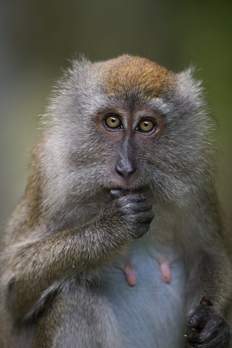 Long-tailed Macaque - ML645586268