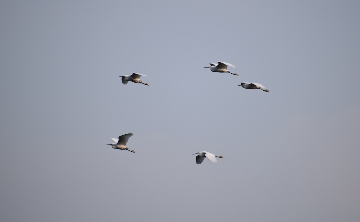 Little Egret - ML645586271