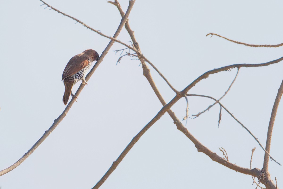 斑文鳥 - ML645586273