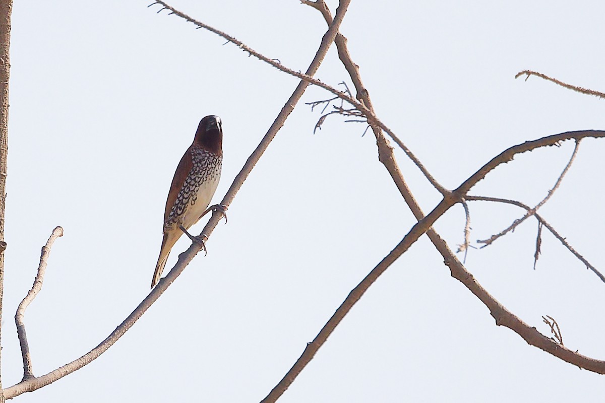 斑文鳥 - ML645586275