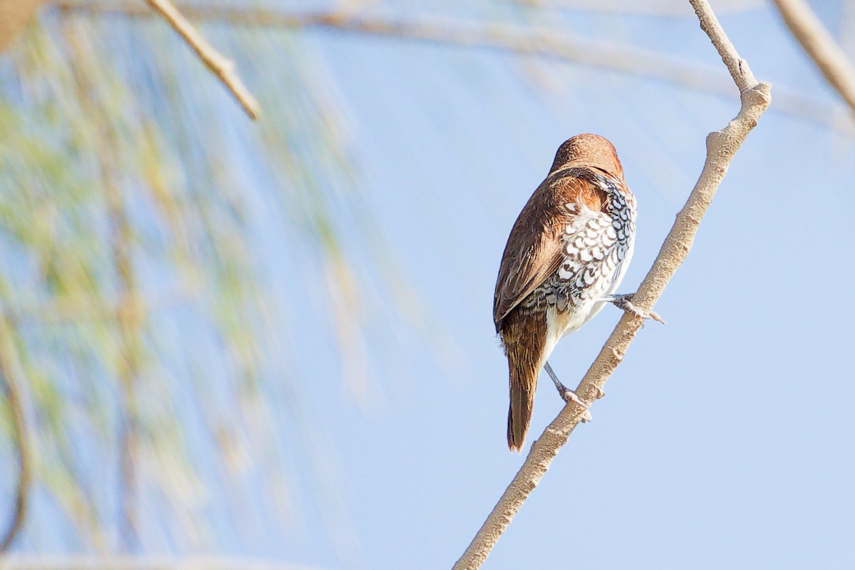 斑文鳥 - ML645586277