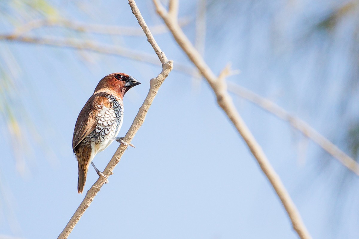 斑文鳥 - ML645586278