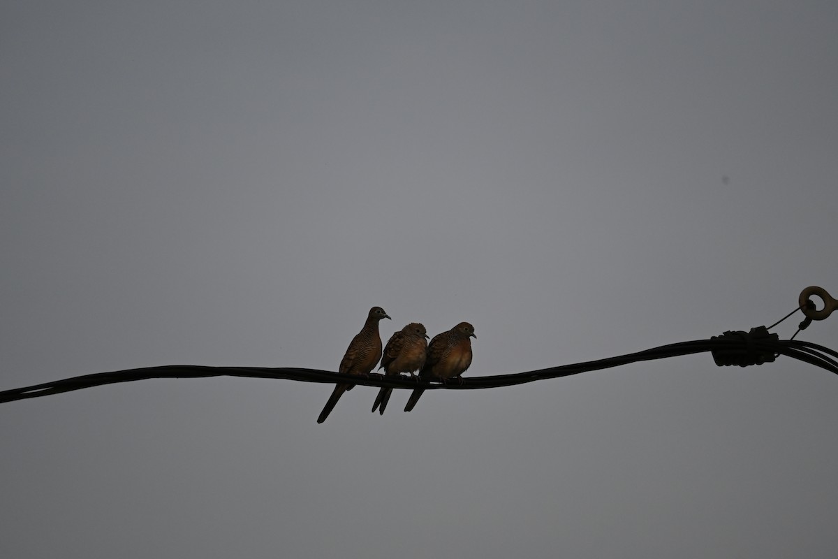 斑馬鳩 - ML645586283