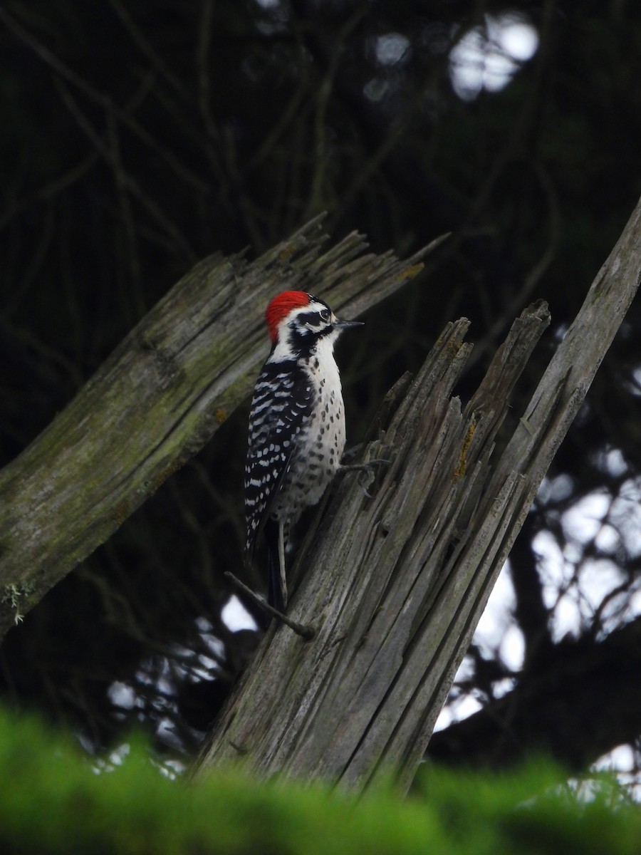 Nuttall's Woodpecker - ML645586284