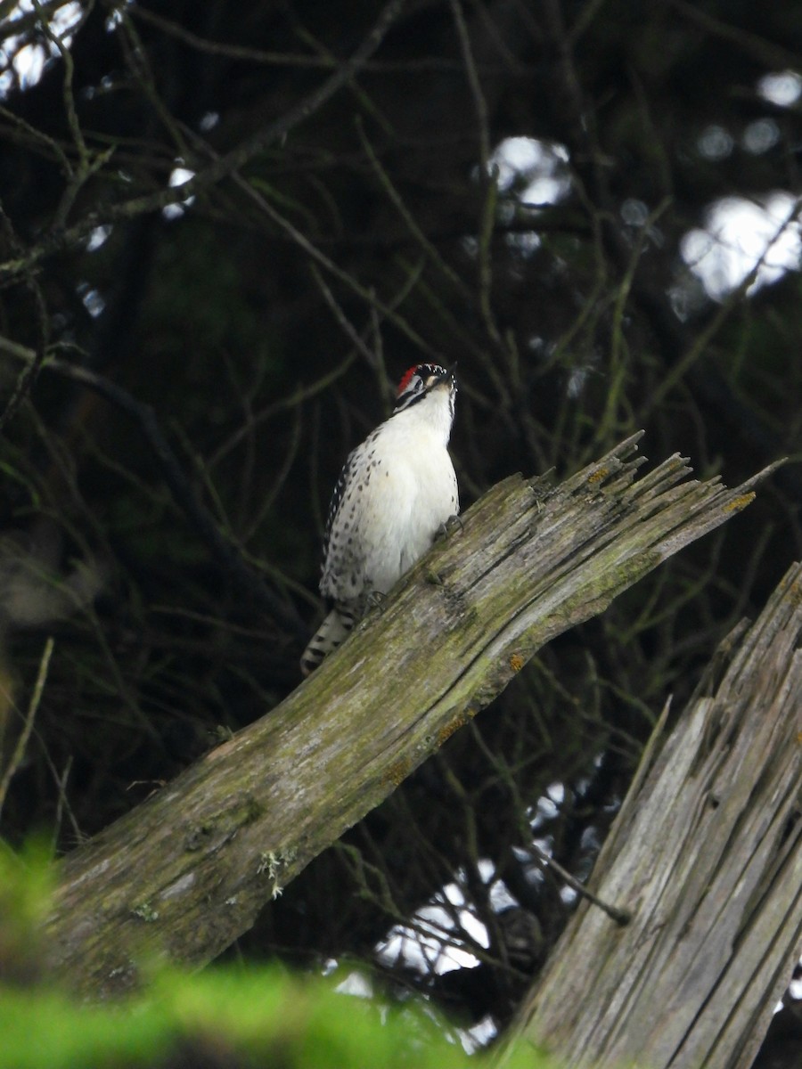 Nuttall's Woodpecker - ML645586286