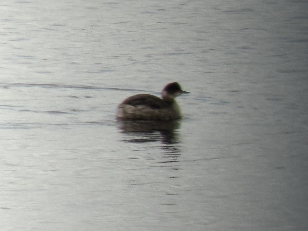 黑頸鸊鷉 - ML645586288