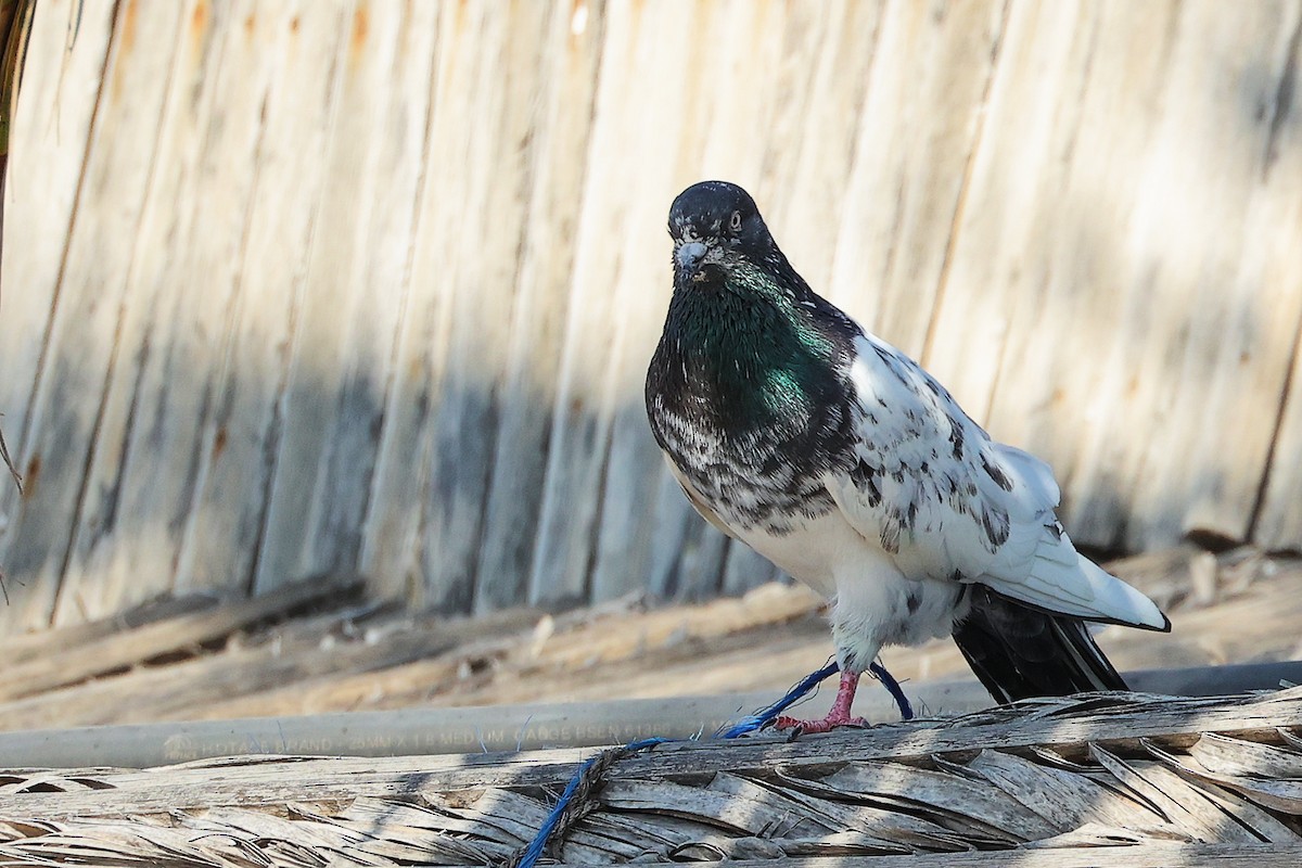 原鴿 - ML645586291