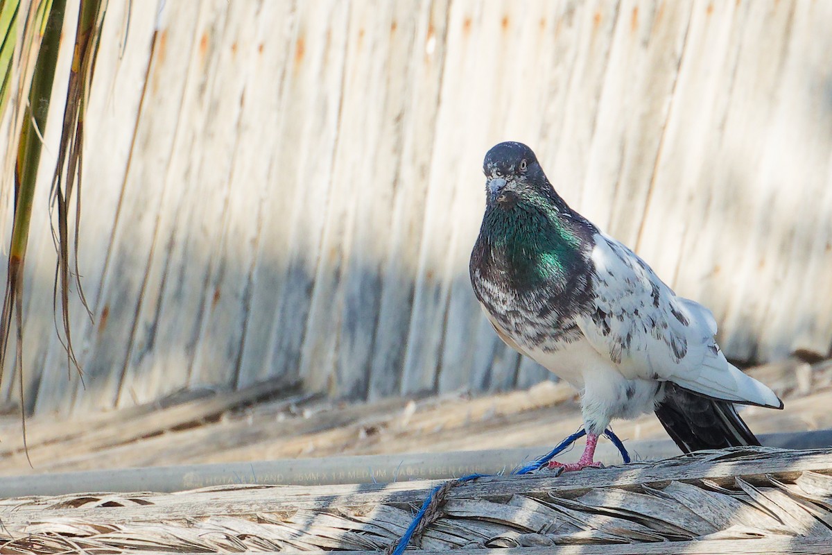 原鴿 - ML645586292