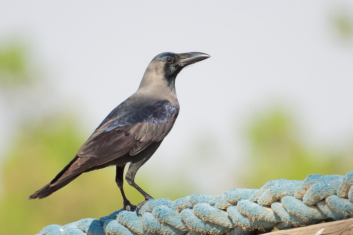 家烏鴉 - ML645586293