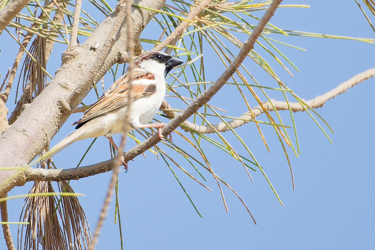 家麻雀 - ML645586296