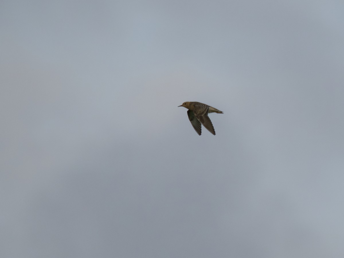 黃胸鷸 - ML645586299