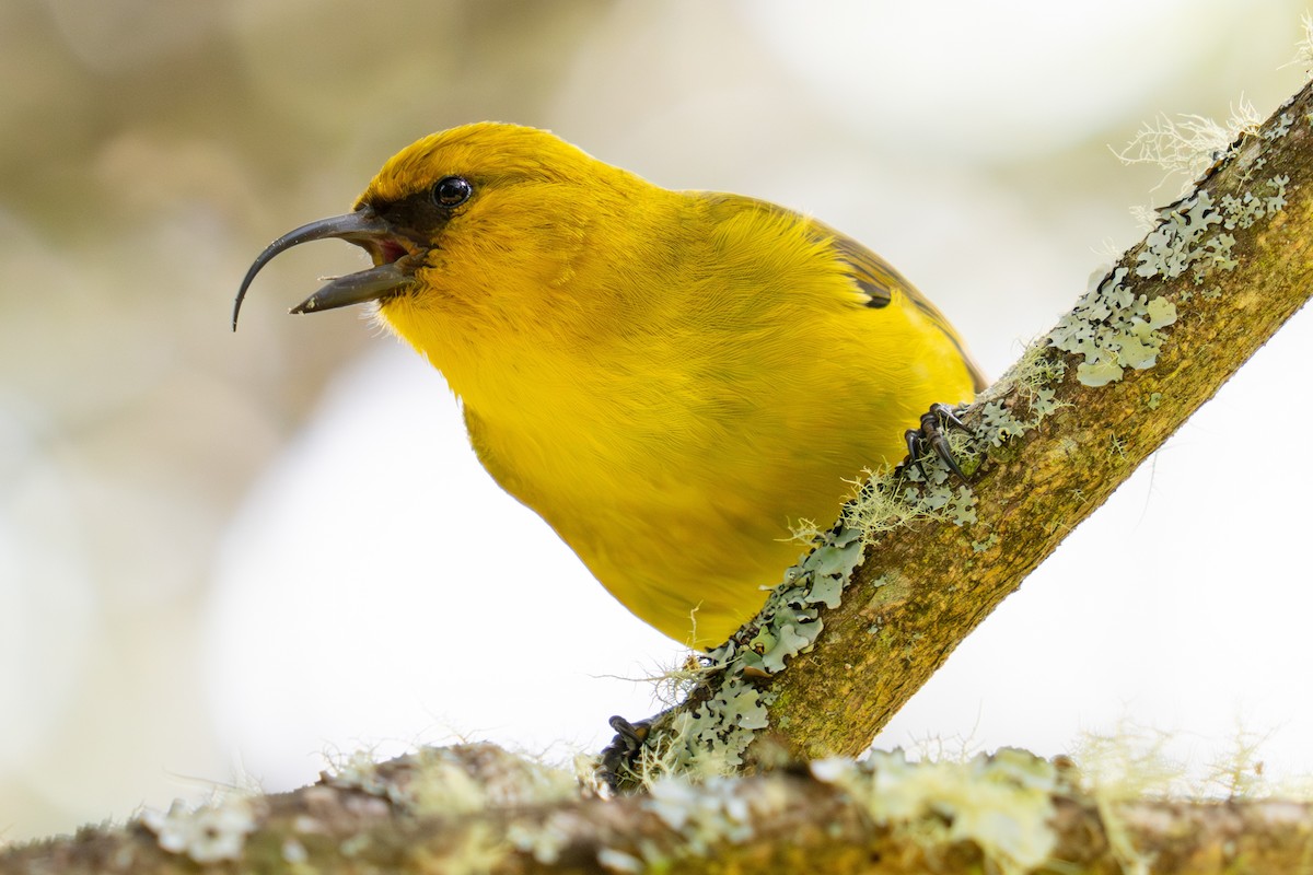 カワリハシハワイミツスイ - ML645586302