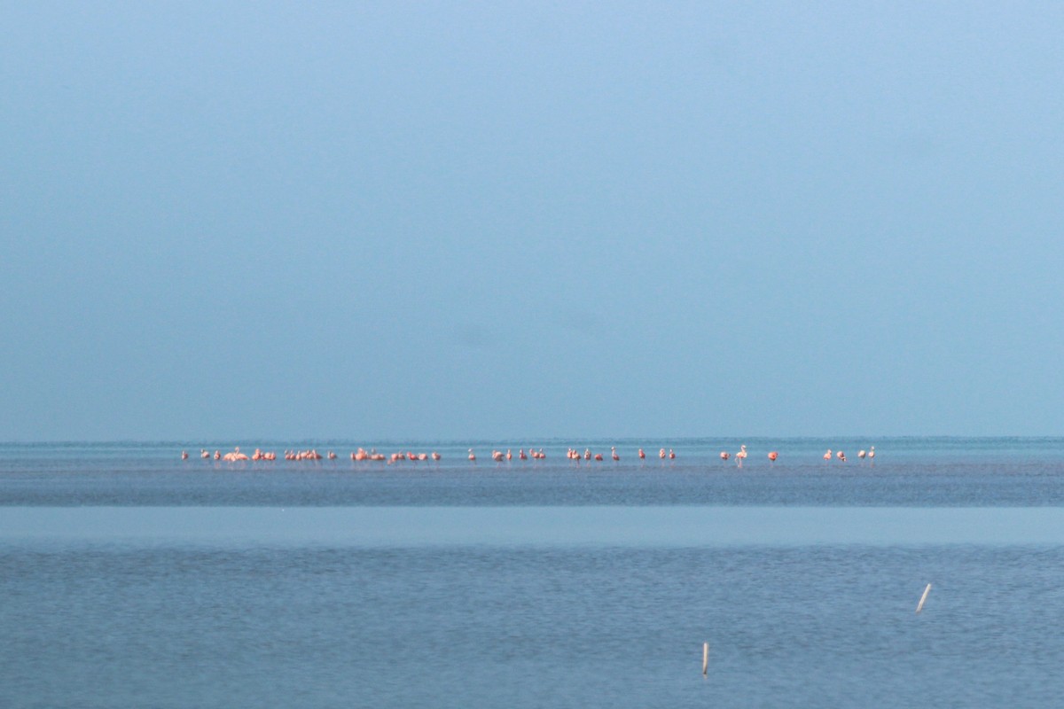 American Flamingo - ML645586303