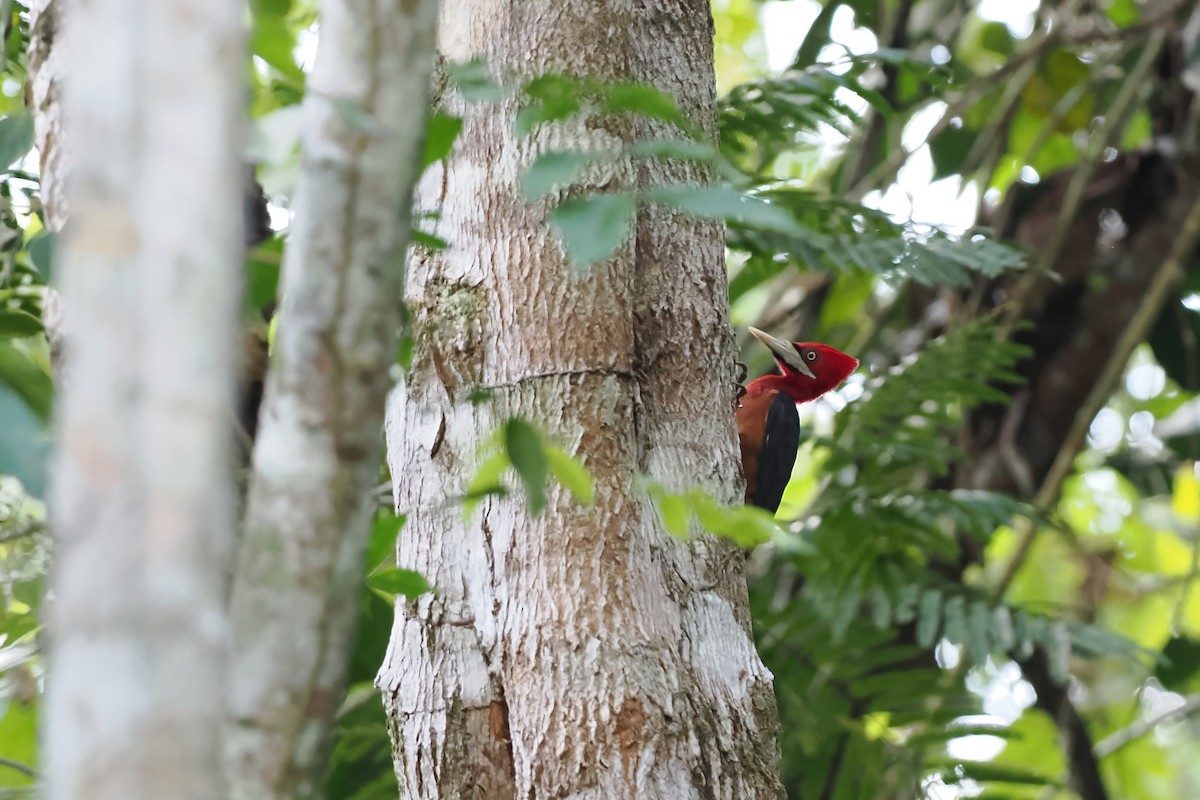 Red-necked Woodpecker - ML645586309