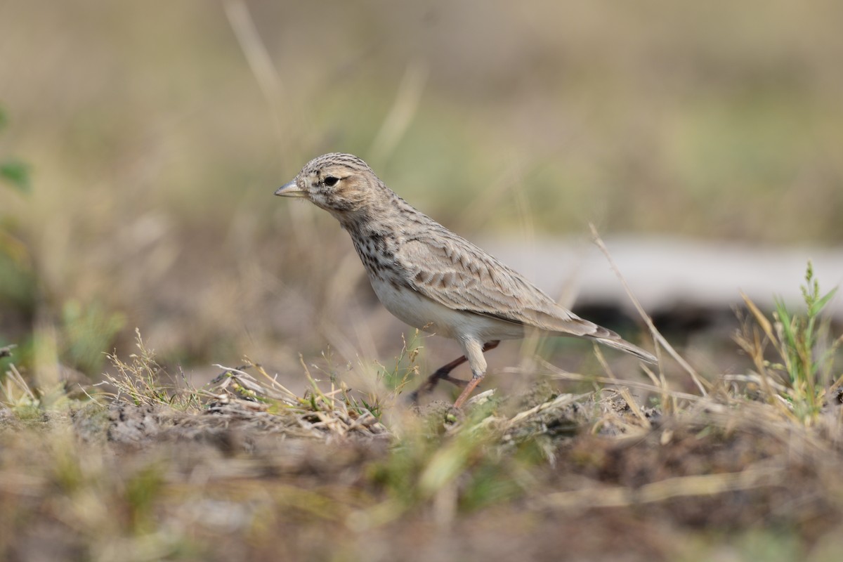 大短趾百靈 - ML645586310