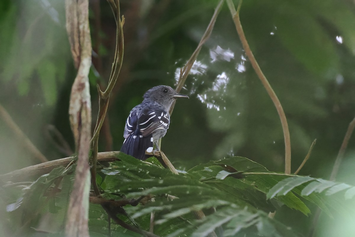 Amazonian Antshrike - ML645586311