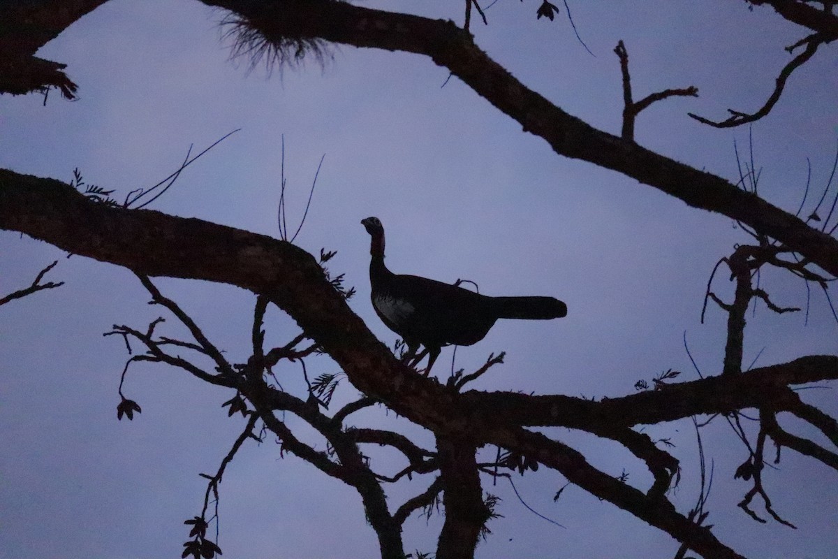 Black-fronted Piping-Guan - ML645586312