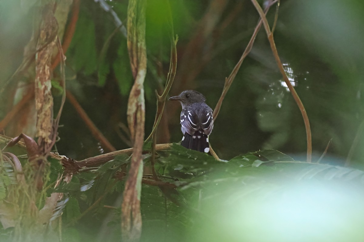 Amazonian Antshrike - ML645586313