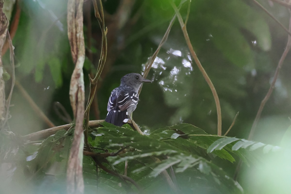 Amazonian Antshrike - ML645586314